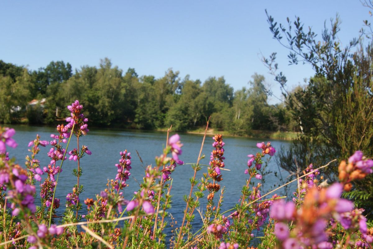 Camping Flower Les Étangs Mina