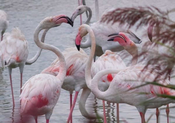 Cosa fare in Camargue?