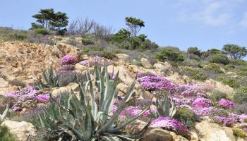 Randonnée Corse du Sud