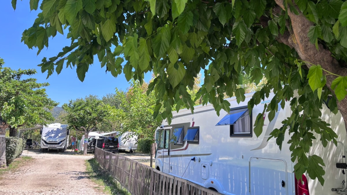 Allée bordée de pins Camping Beau Séjour