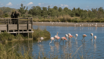 Activités pas chères en Camargue