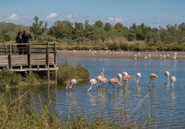 Die Camargue zum kleinen Preis: unsere 8 Geheimtipps für Familien